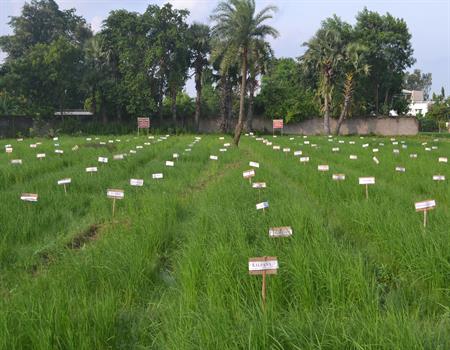 Amarkanan Rural Socio Environmental Welfare Society